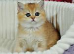 Simona - British Shorthair Cat For Sale - Chicago&comma; IL&comma; US