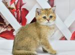 Roza - Scottish Straight Cat For Sale - Chicago&comma; IL&comma; US