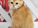 Rafik - Scottish Straight Cat For Sale - Chicago&comma; IL&comma; US