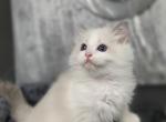 Christmas Ragdoll kittens - Ragdoll Cat For Sale - Fort Lauderdale&comma; FL&comma; US