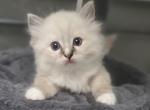 Seal lynx mitted ragdoll female - Ragdoll Cat For Sale - Fort Lauderdale&comma; FL&comma; US