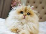 Maksik - British Shorthair Cat For Sale - Norwalk&comma; CT&comma; US