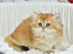 Simona - British Shorthair Cat For Sale - Los Angeles&comma; CA&comma; US