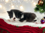 Theo - Minuet Cat For Sale - Neosho&comma; MO&comma; US