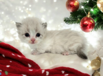Desi - Minuet Cat For Sale - Neosho&comma; MO&comma; US