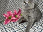 Matilda - British Shorthair Cat For Sale - Fort Wayne&comma; IN&comma; US