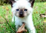 Chai - Siamese Cat For Sale - Columbus&comma; GA&comma; US