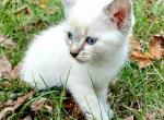 Thalassa - Siamese Cat For Sale - Columbus&comma; GA&comma; US