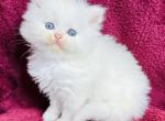 Jack - Persian Cat For Sale - Callahan&comma; FL&comma; US