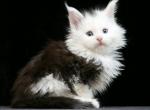 Prince Polydactyl - Maine Coon Cat For Sale - Miami&comma; FL&comma; US