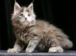Olga - Maine Coon Cat For Sale - Miami&comma; FL&comma; US