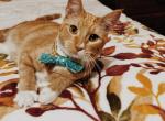 Charming Siamese Domesticado - Siamese Cat For Sale - Rockford&comma; IL&comma; US