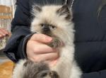 September litter - Himalayan Cat For Sale - Vestal&comma; NY&comma; US