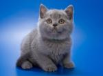 Yaromir - British Shorthair Cat For Sale - Grayslake&comma; IL&comma; US