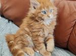 Dendi - Maine Coon Cat For Sale - Miami&comma; FL&comma; US
