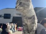 Smokey - Maine Coon Cat For Sale - Paron&comma; AR&comma; US