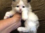 Badger - Ragdoll Cat For Sale - Burlington&comma; WI&comma; US