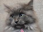 Luna - Siberian Cat For Sale - Arnold&comma; MO&comma; US