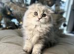 Scottish Fold girl - Scottish Fold Cat For Sale - Orlando&comma; FL&comma; US