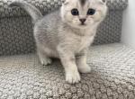 Smokey - Scottish Fold Cat For Sale - Roseville&comma; CA&comma; US