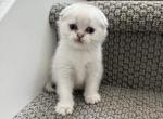 Hunter - Scottish Fold Cat For Sale - Roseville&comma; CA&comma; US