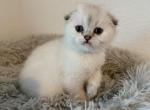 Luv - Scottish Fold Cat For Sale - Roseville&comma; CA&comma; US