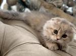Scottish Fold - Scottish Fold Cat For Sale - Orlando&comma; FL&comma; US