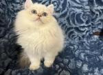 Oscar - British Shorthair Cat For Sale - Renton&comma; WA&comma; US