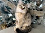 Scottish Straight girl - Scottish Straight Cat For Sale - Orlando&comma; FL&comma; US