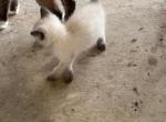Bandit Litter  MALE SHORT TAIL - Manx Cat For Sale - Bryan&comma; TX&comma; US