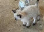 Bandit litter Oct 24 MALE - Siamese Cat For Sale - Bryan&comma; TX&comma; US