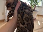 August twenty four - Bengal Cat For Sale - Denver&comma; CO&comma; US