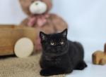 Pandora - British Shorthair Cat For Sale - Grayslake&comma; IL&comma; US