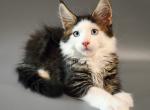 Jamal - Maine Coon Cat For Sale - Miami&comma; FL&comma; US