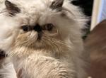 Tortie point girl - Persian Cat For Sale - Clay&comma; PA&comma; US