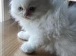 Flame point male Olaf - Himalayan Cat For Sale - Dover&comma; NH&comma; US