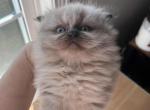 Seal point male - Himalayan Cat For Sale - Dover&comma; NH&comma; US