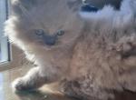 Blue point male - Himalayan Cat For Sale - Dover&comma; NH&comma; US