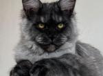 Fellix - Maine Coon Cat For Sale - Miami&comma; FL&comma; US
