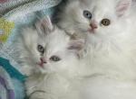 Olive Denver Kip Barbie - Persian Cat For Sale - San Antonio&comma; TX&comma; US