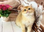 Tina - British Shorthair Cat For Sale - Glendale&comma; CA&comma; US