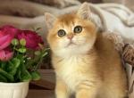 Olivia - British Shorthair Cat For Sale - Glendale&comma; CA&comma; US