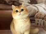 Lucia - British Shorthair Cat For Sale - Glendale&comma; CA&comma; US