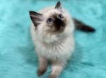 Gray collar female - Ragdoll Cat For Sale - Boston&comma; MA&comma; US