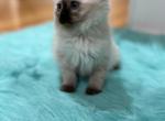 Yellow collar female - Ragdoll Cat For Sale - Boston&comma; MA&comma; US