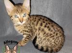 F4 Savannah Female Jynx - Savannah Cat For Sale - Warren&comma; PA&comma; US