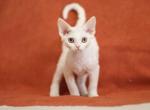 Harper - Devon Rex Cat For Sale - Brooklyn&comma; NY&comma; US