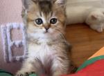 Nika - Scottish Straight Cat For Sale - New York&comma; NY&comma; US