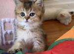 Nika - Scottish Straight Cat For Sale - Brooklyn&comma; NY&comma; US