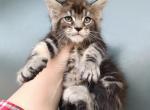 Milo - Maine Coon Cat For Sale - Hollywood&comma; FL&comma; US
